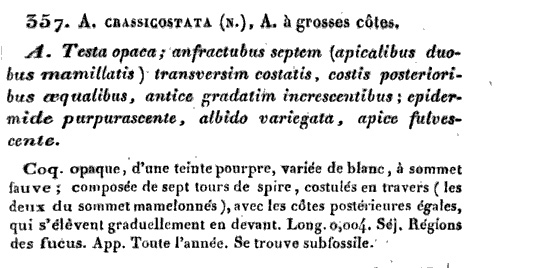 Rissoidae nel Mediterraneo: Genere Alvania